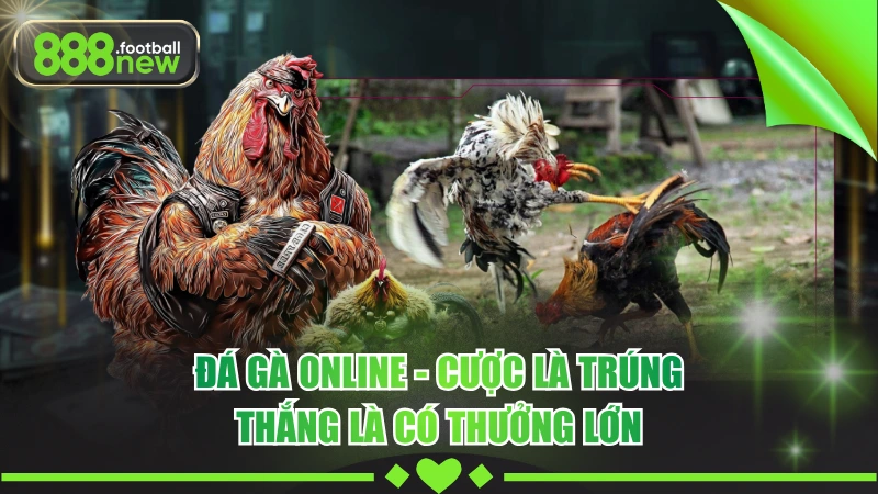 Đá Gà Online - Hòa Vào Không Khí Sôi Động Với Các Trận Chiến Đỉnh Cao 10 Đá Gà Online - Cược Là Trúng, Thắng Là Có Thưởng Lớn
