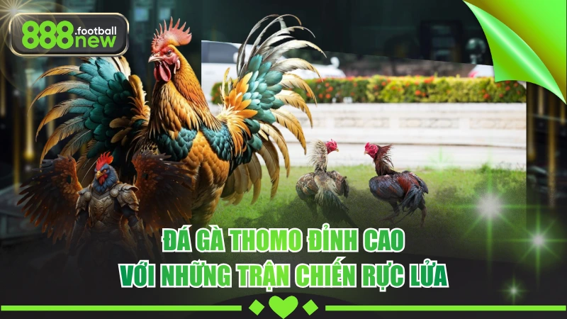 Đá Gà Thomo - Mãn Nhãn Con Mắt Với Những Cú Đá Hiểm Hóc 9 Đá Gà Thomo Đỉnh Cao Với Những Trận Chiến Rực Lửa