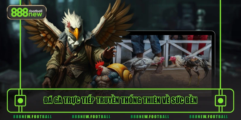 Đá Gà Trực Tiếp - Livestream Thời Gian Thực, Nhịp Trận Liên Tục 2 Đá gà trực tiếp truyền thống thiên về sức bền