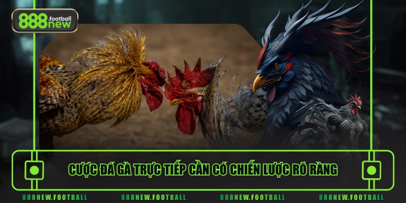 Đá Gà Trực Tiếp - Livestream Thời Gian Thực, Nhịp Trận Liên Tục 3 Cược đá gà trực tiếp cần có chiến lược rõ ràng